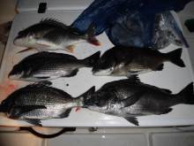 JDI Racing シールズマリンレジャー 釣果