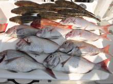 JDI Racing シールズマリンレジャー 釣果