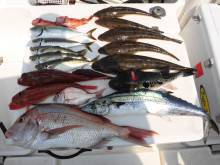 ＪＤＩ　Ｒａｃｉｎｇ　シールズマリンレジャ…