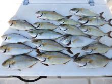 JDI Racing シールズマリンレジャー 釣果