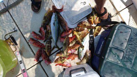 リトルワン 釣果