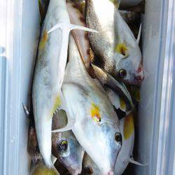 リトルワン 釣果