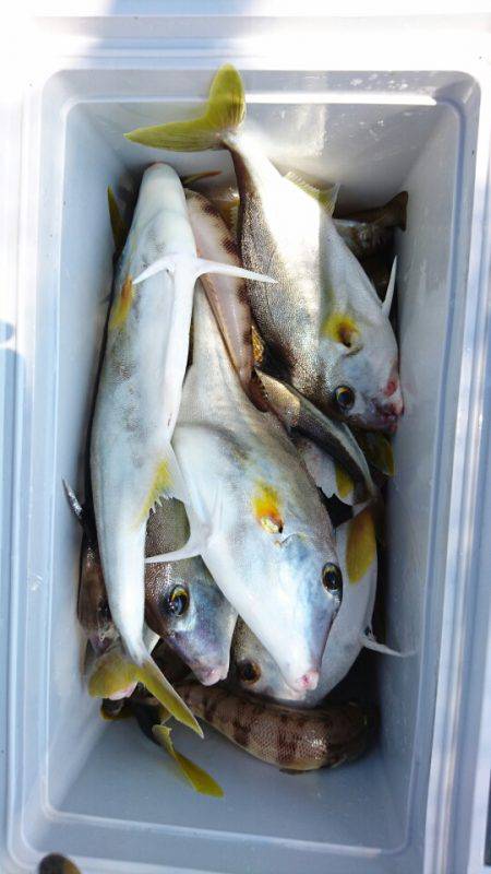 リトルワン 釣果