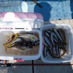 リトルワン 釣果