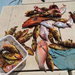 リトルワン 釣果