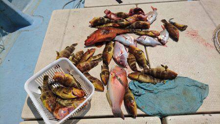 リトルワン 釣果