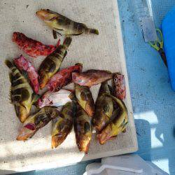 リトルワン 釣果