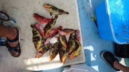 リトルワン 釣果