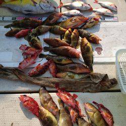 リトルワン 釣果