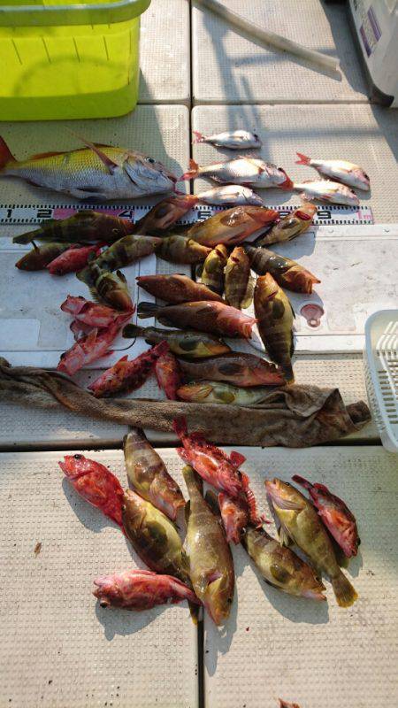 リトルワン 釣果