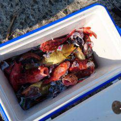 リトルワン 釣果