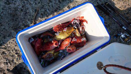 リトルワン 釣果