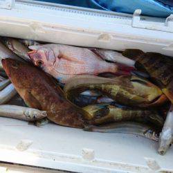 リトルワン 釣果