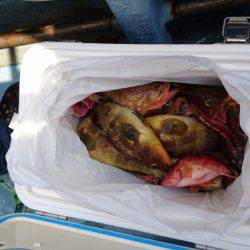 リトルワン 釣果