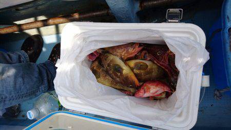 リトルワン 釣果