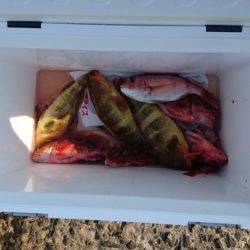 リトルワン 釣果