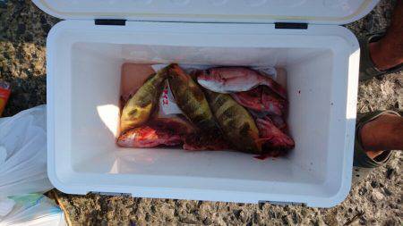 リトルワン 釣果