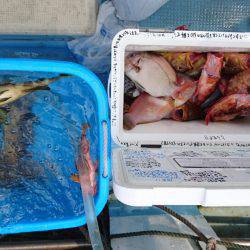 リトルワン 釣果