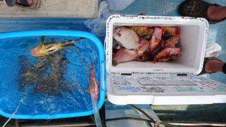 リトルワン 釣果