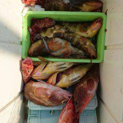 リトルワン 釣果