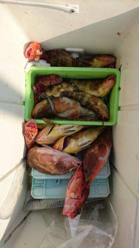 リトルワン 釣果