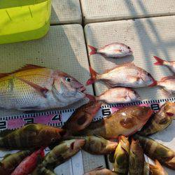 リトルワン 釣果