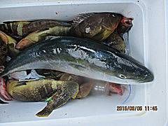 遊漁船 未紗奈 釣果