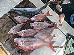 遊漁船 未紗奈 釣果