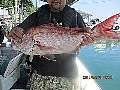 遊漁船 未紗奈 釣果