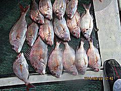 遊漁船 未紗奈 釣果