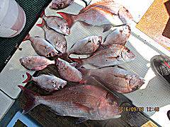 遊漁船 未紗奈 釣果