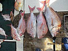 遊漁船 未紗奈 釣果