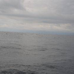 ジギング船 BLUEWATER 釣果