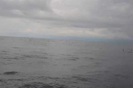 ジギング船 BLUEWATER 釣果