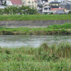 狩野川(狩野川漁業協同組合) 釣果
