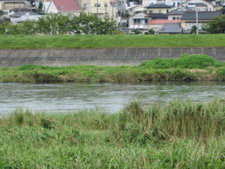 狩野川（狩野川漁業協同組合） 釣果