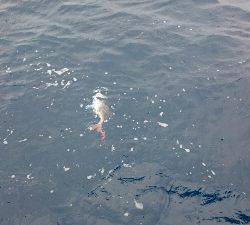 IDATEN(イダテン) 釣果