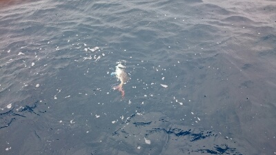 IDATEN(イダテン) 釣果