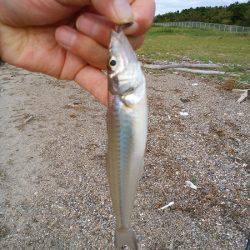 明石川河口サーフでキス釣り