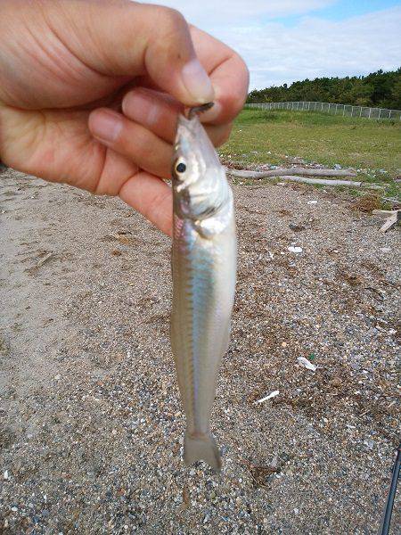 明石川河口サーフでキス釣り