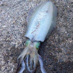 キャスティングぼうずにてエギでお土産釣り