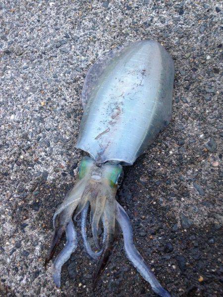 キャスティングぼうずにてエギでお土産釣り