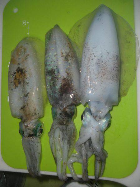 サーフ撃沈（＞＜）