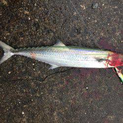 激シブショアジギのなかなんとか１匹