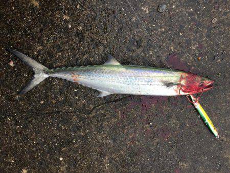 激シブショアジギのなかなんとか１匹