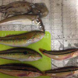 五目ちょい投げ