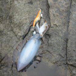 アオリイカ!秋イカでも3,5号オンリーでエギング!