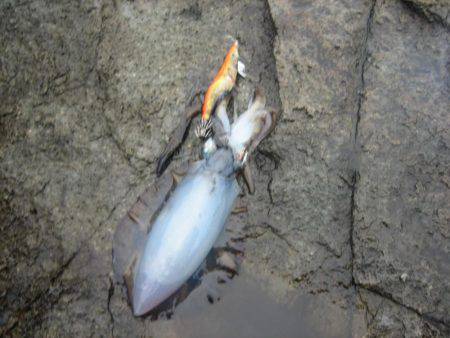 アオリイカ！秋イカでも３,５号オンリーでエ…