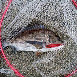 大蔵海岸でトップでチヌ43.5cm！