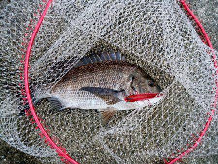 大蔵海岸でトップでチヌ43.5cm！